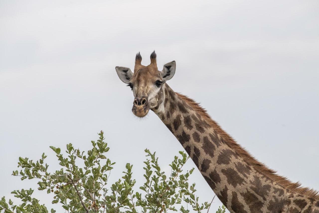 Simbavati Hilltop Lodge Timbavati Vadrezervátum Kültér fotó