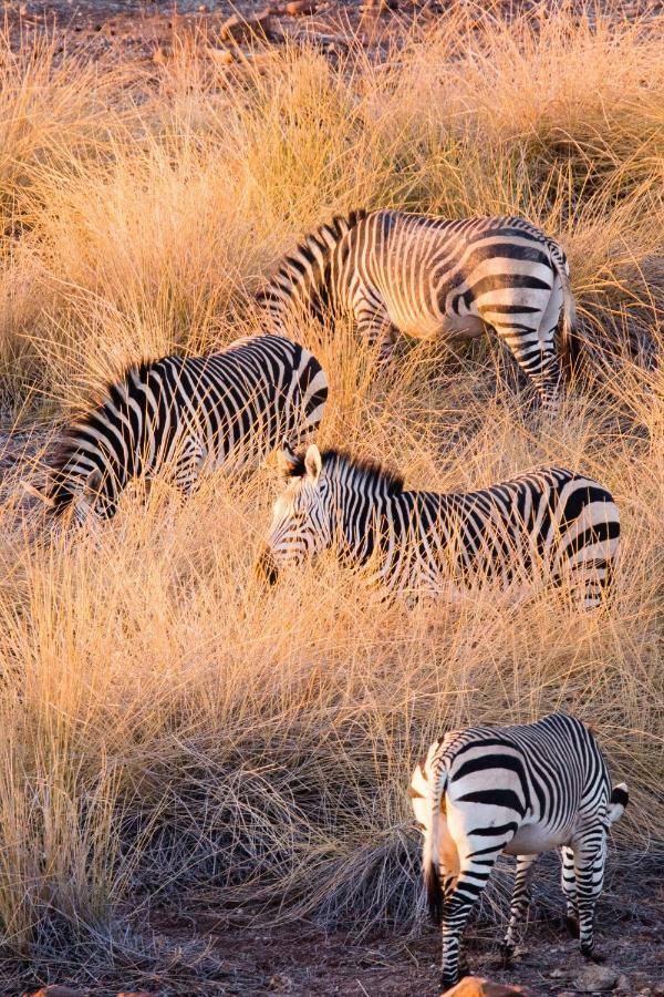 Simbavati Hilltop Lodge Timbavati Vadrezervátum Kültér fotó
