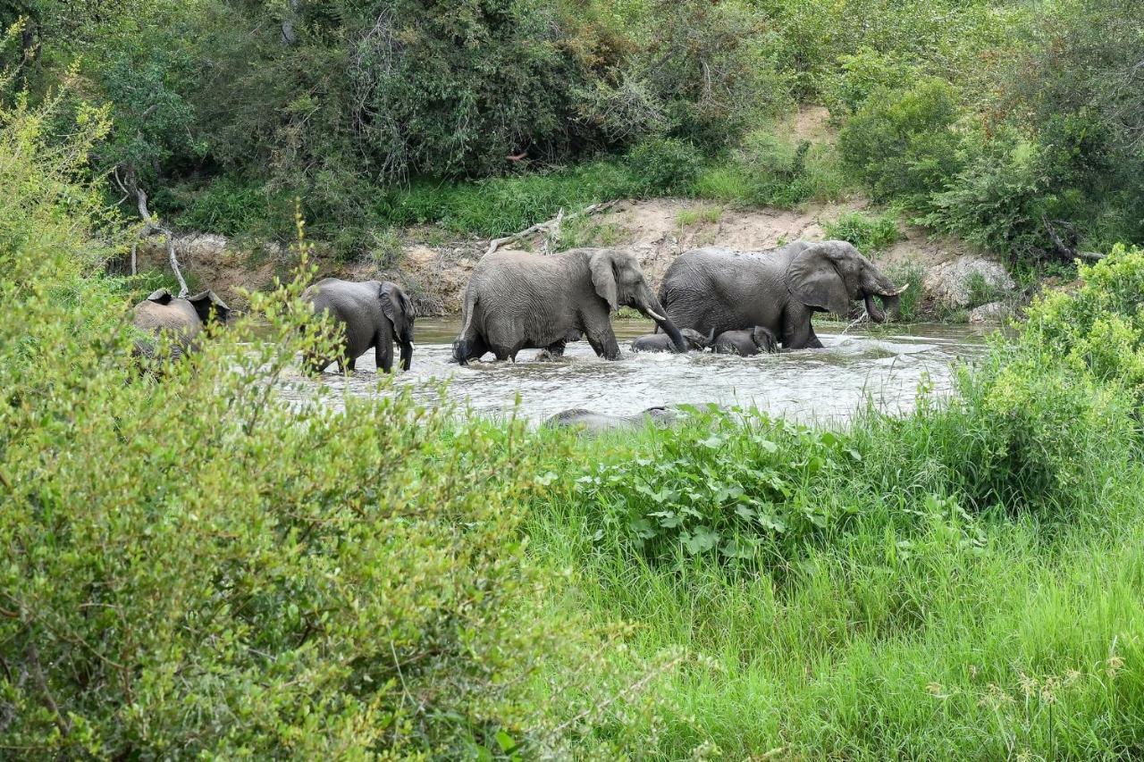 Simbavati Hilltop Lodge Timbavati Vadrezervátum Kültér fotó