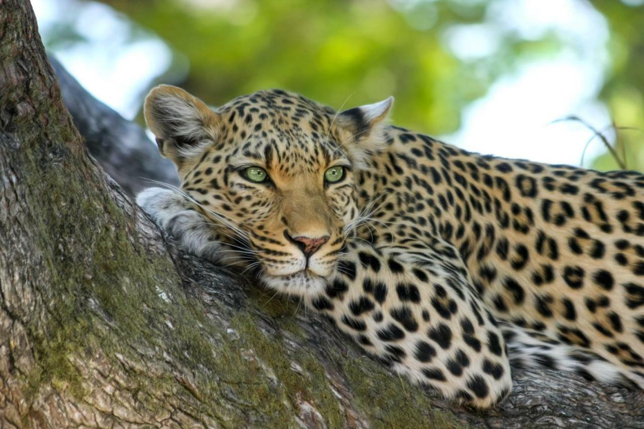Simbavati Hilltop Lodge Timbavati Vadrezervátum Kültér fotó