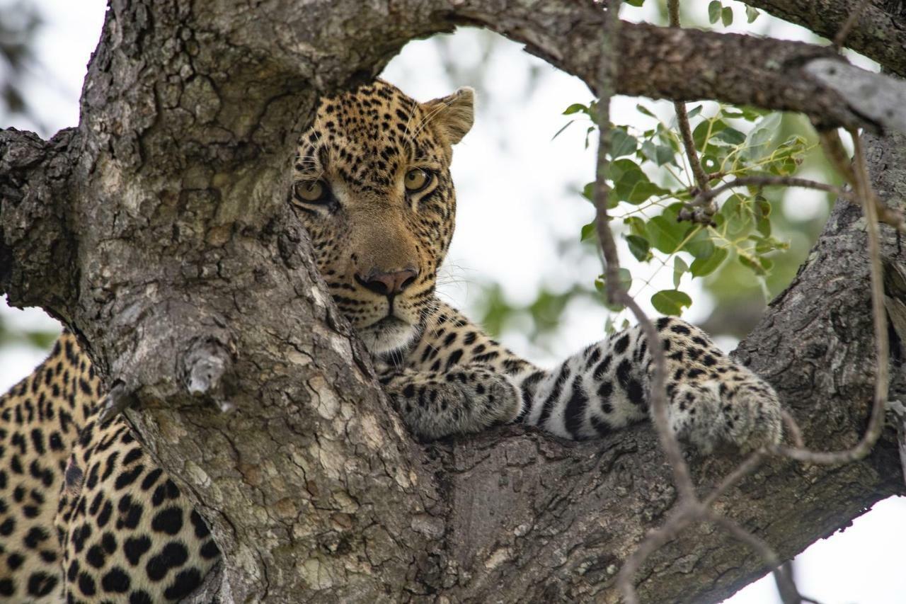 Simbavati Hilltop Lodge Timbavati Vadrezervátum Kültér fotó